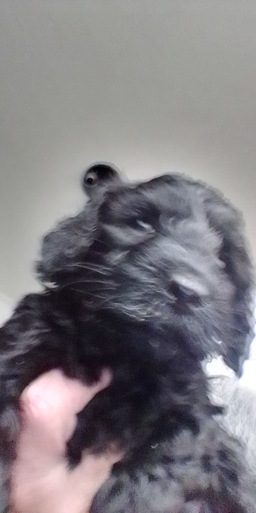 image for Cockapoo for sale.black and all so cream puppies 