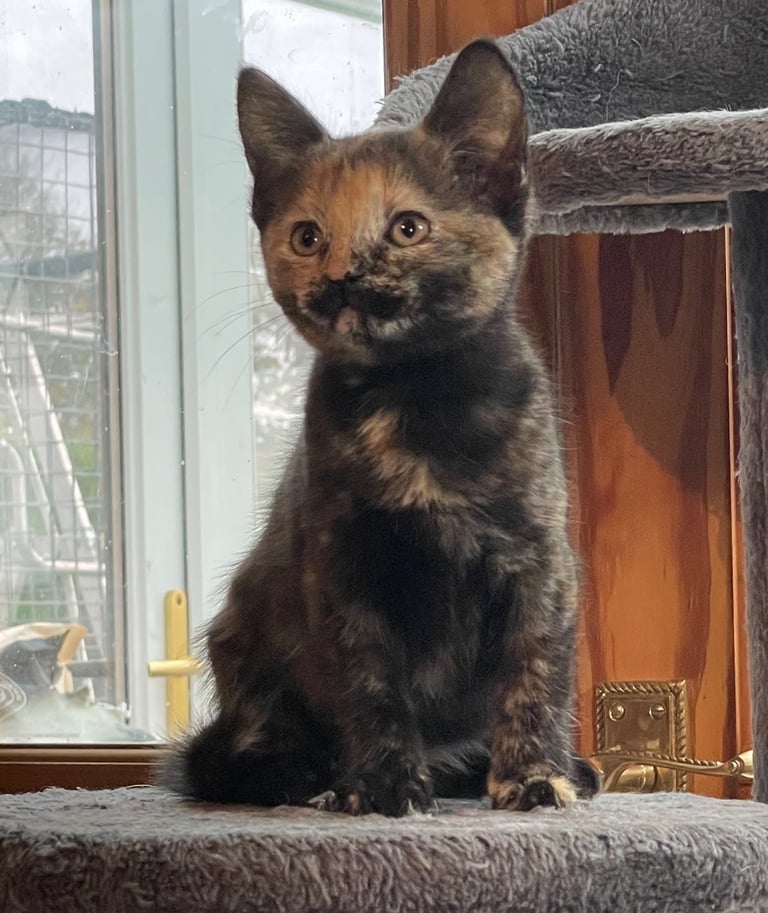 Kittens for sale