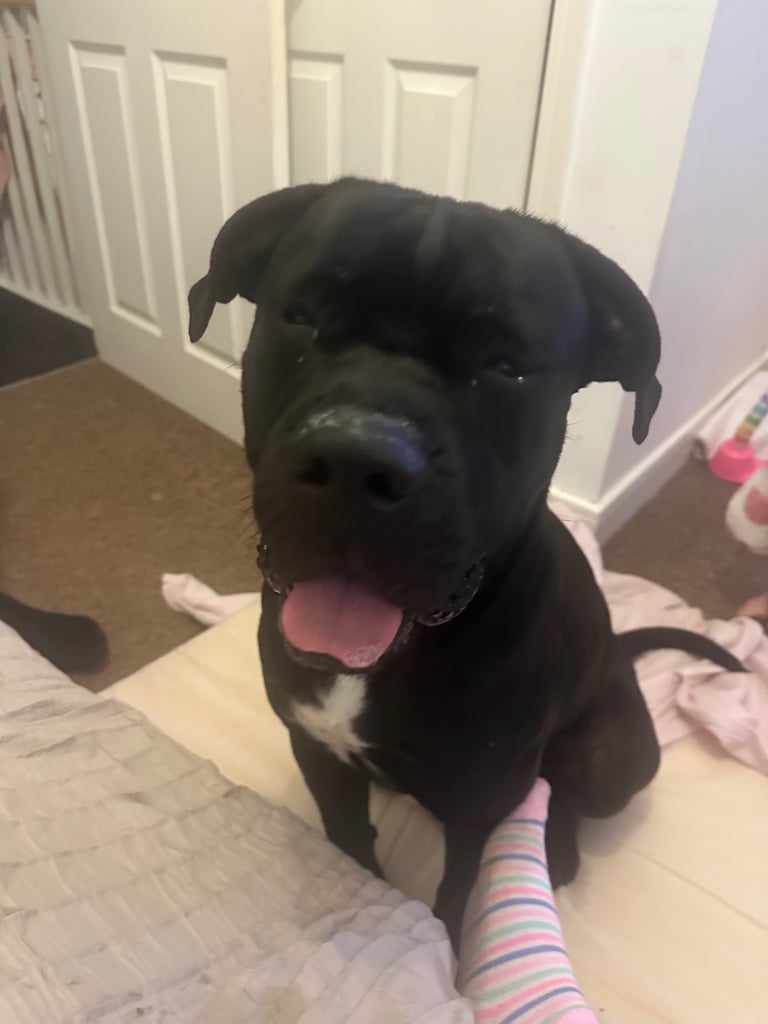 Black cane corso
