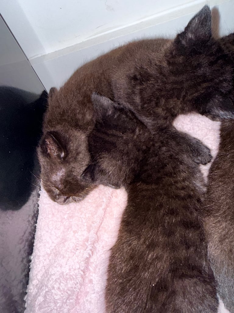  kittens looking for their new and forever homes