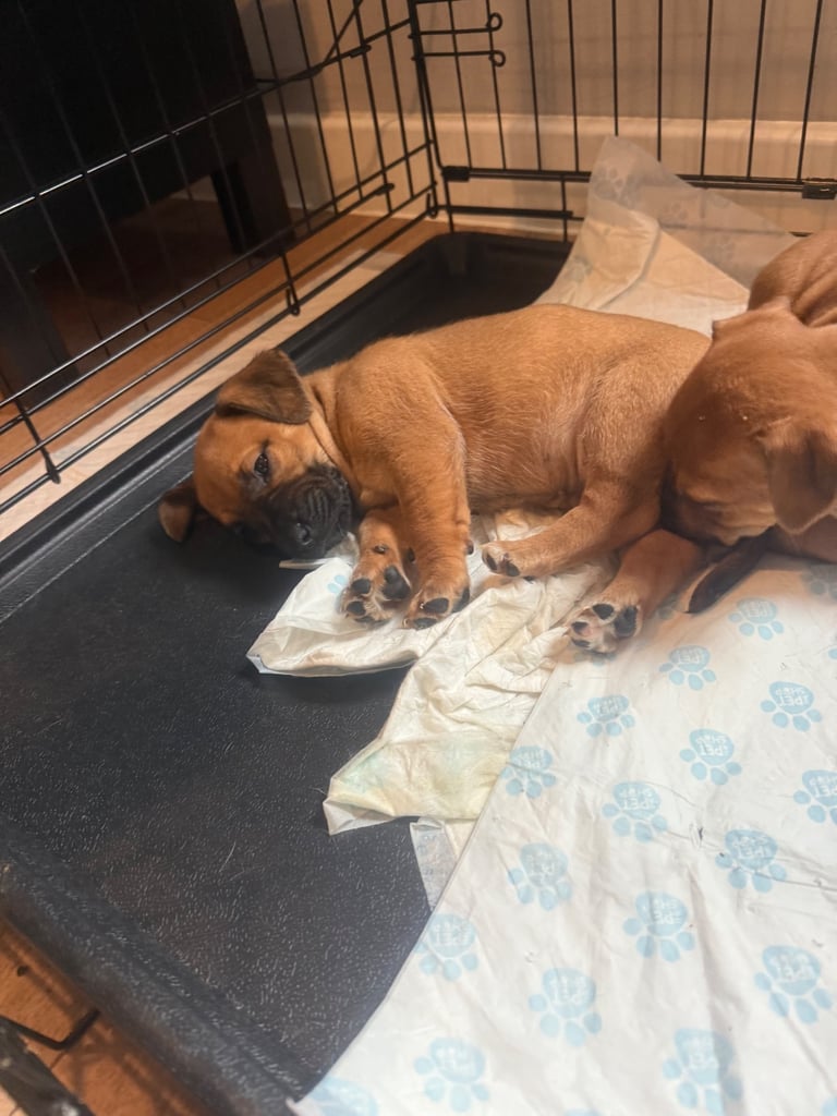 Saluki cross Rottweiler puppies 