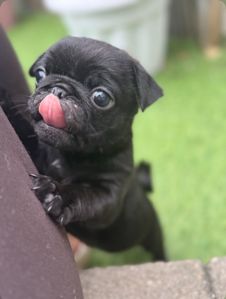 pug puppies!