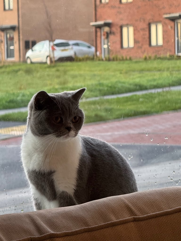 Blue BSH female cat 