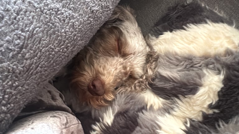 Cockapoo Grey Female