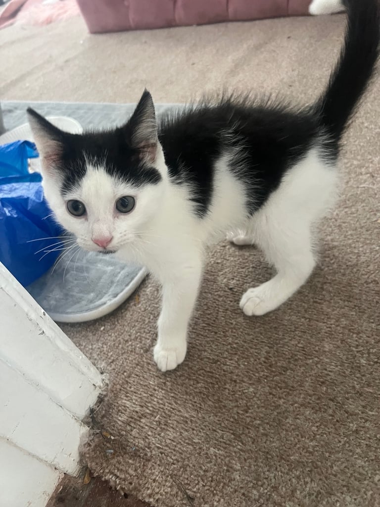 Female kitten for sale £120
