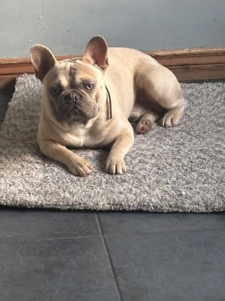 french bulldog