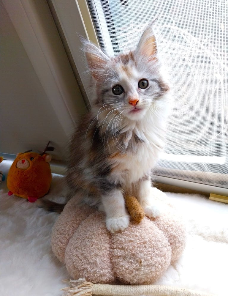 image for Stunning XL Maine Coon Kittens. Tica Registered. Tortie.
