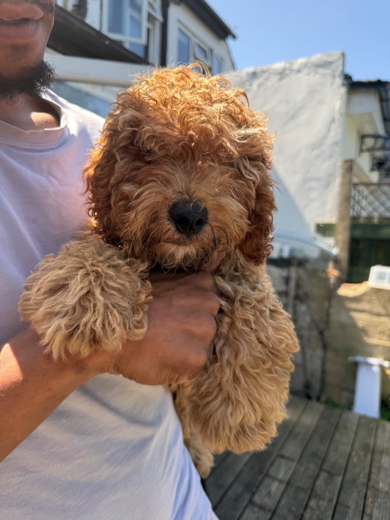 Cockapoo Male 8 Months 