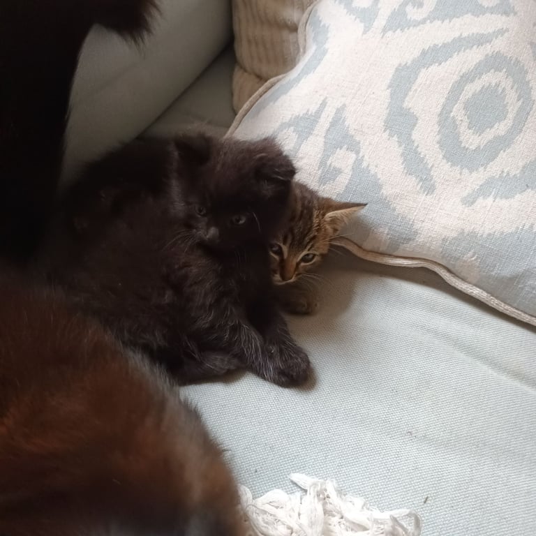 Black Fluffy Kittens... half black Persian Cross
