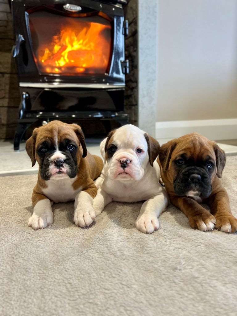 *Boxer puppies for sale*