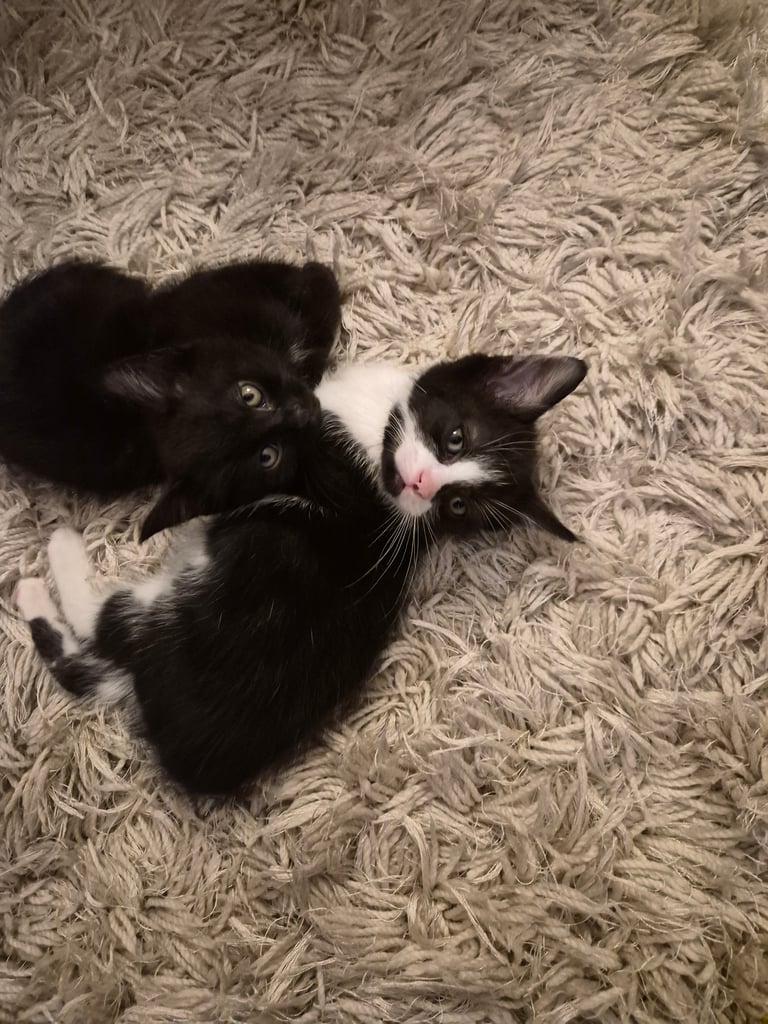 2 boy kittens 