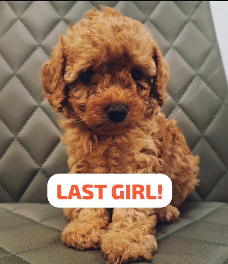 CAVAPOOCHON PUPPIES 1 LEFT