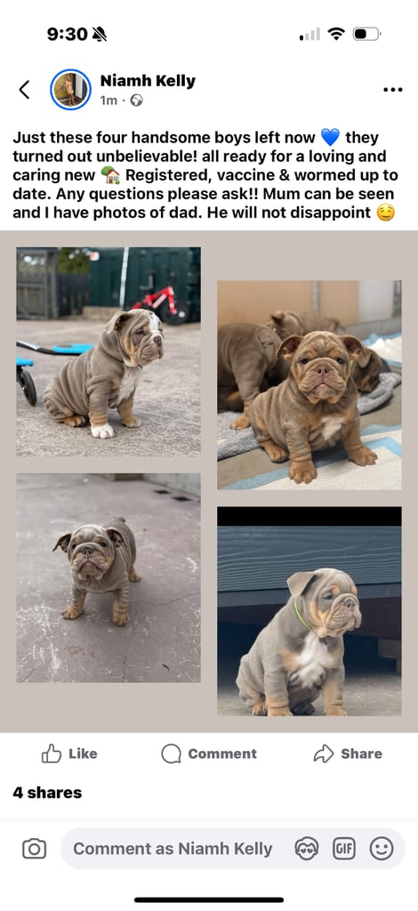 Pedigree English Bulldog Pups 
