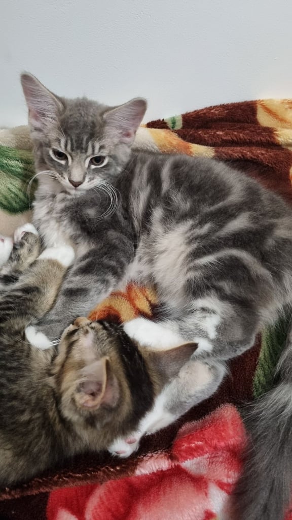 11 weeks old kittens