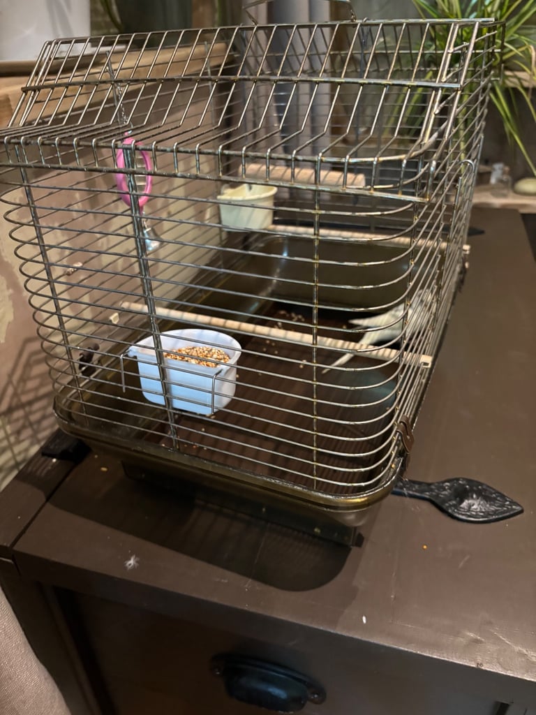 Hand tame budgie & set up 