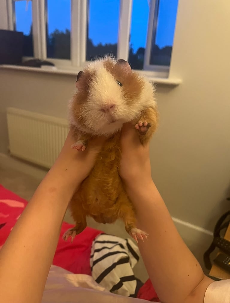 Male guinea pig needs new home 