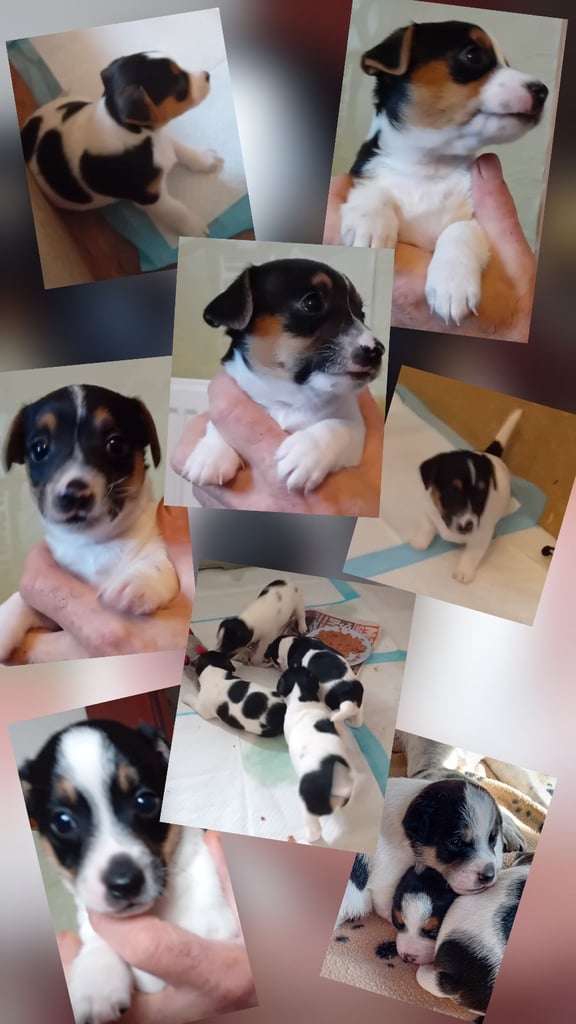image for Jack Russel puppies for sale