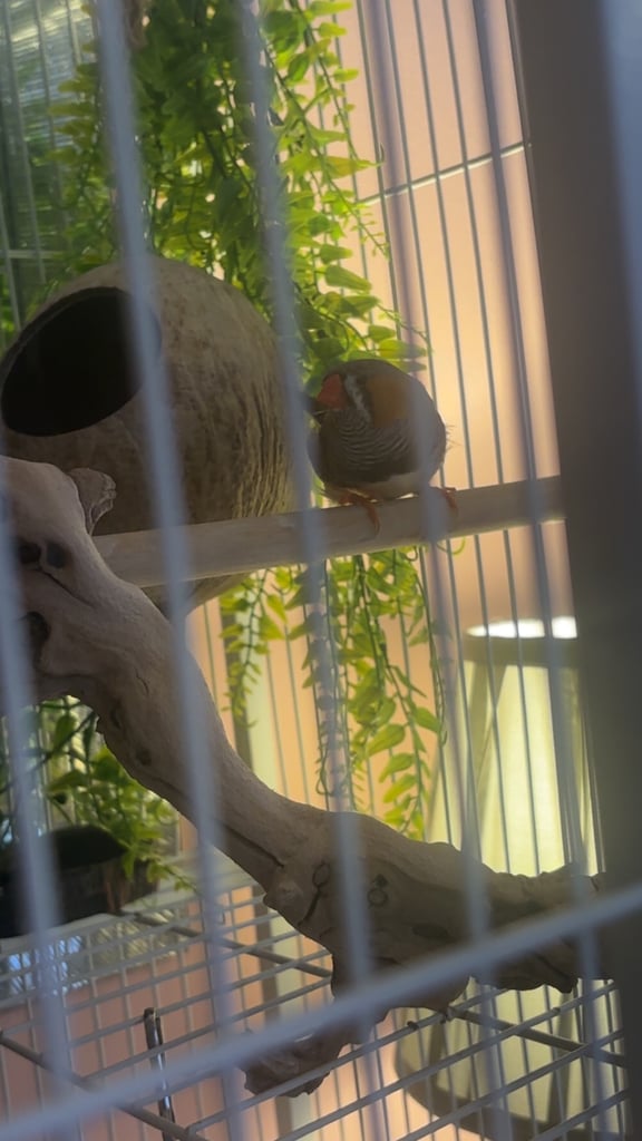 Male and female zebra finches with huge enclosure 