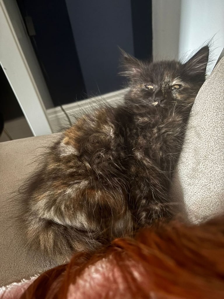 image for Female kitten 