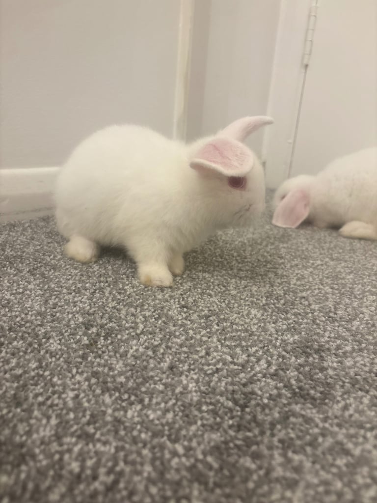 Adorable baby bunnies. 