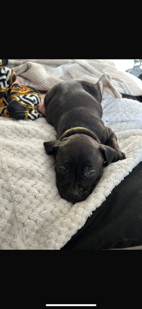 2x staff girls available 