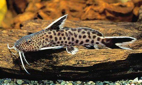 Malawi cichlids tropical fish and syndontis catfish 
