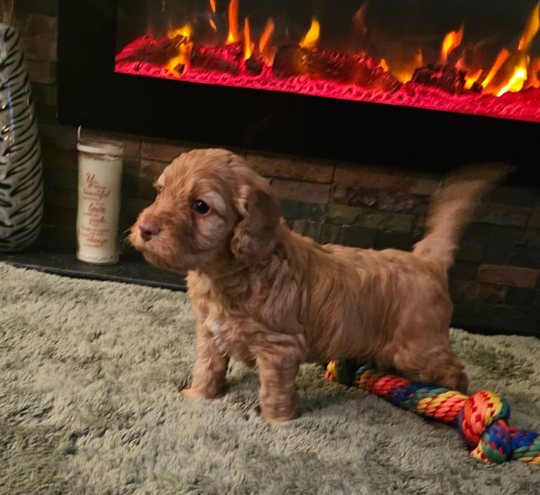 Miniature Cockerpoo Puppys