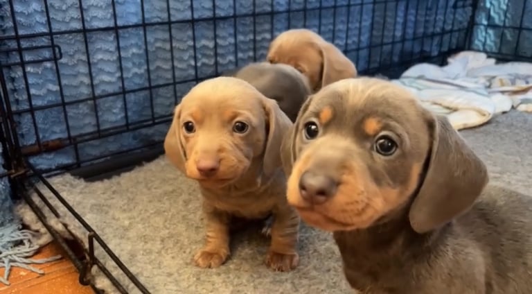 BEAUTIFUL MINIATURE DACHSHUNDS