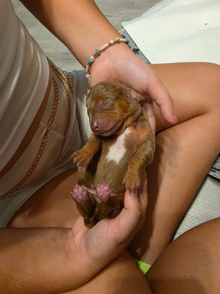 Miniature dachshunds 