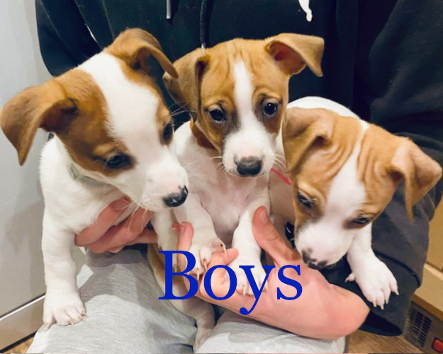 Gorgeous short legged Jack Russell puppies