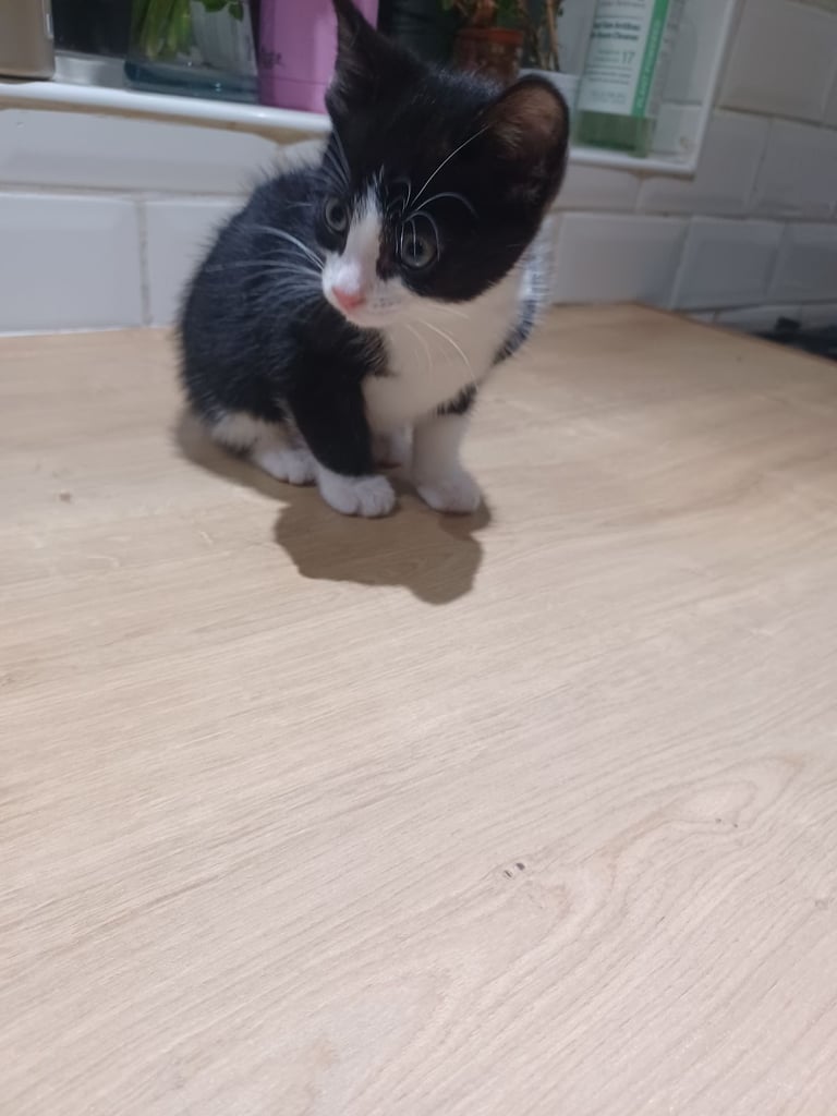 Kittens Available 4 siblings