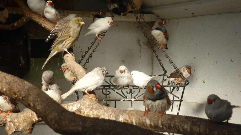 Zebra finches/normal/whites and crested