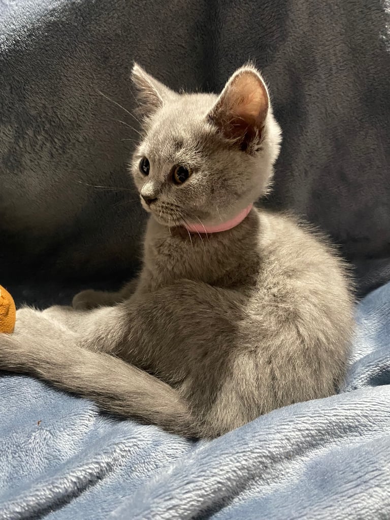 ✨Adorable British shorthair kittens ready to leave!✨
