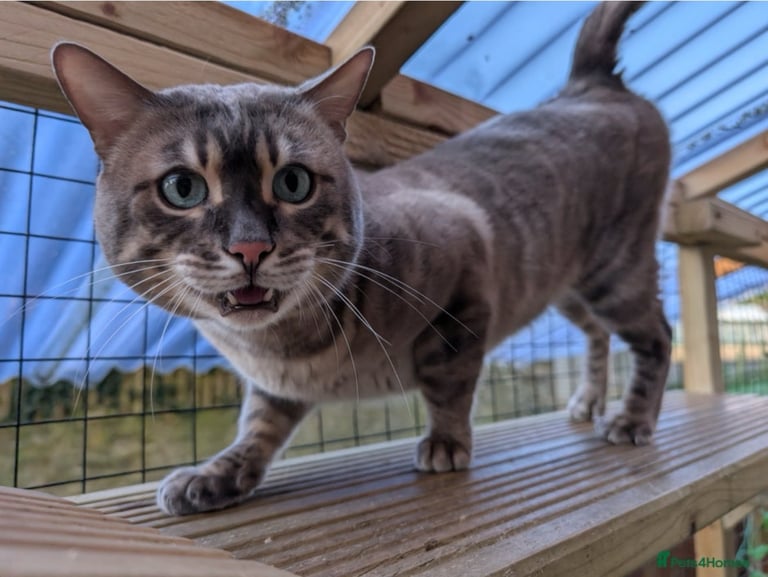 Stunning Snow Sepia Pedigree Bengal Kitten – Male – Ready Now 