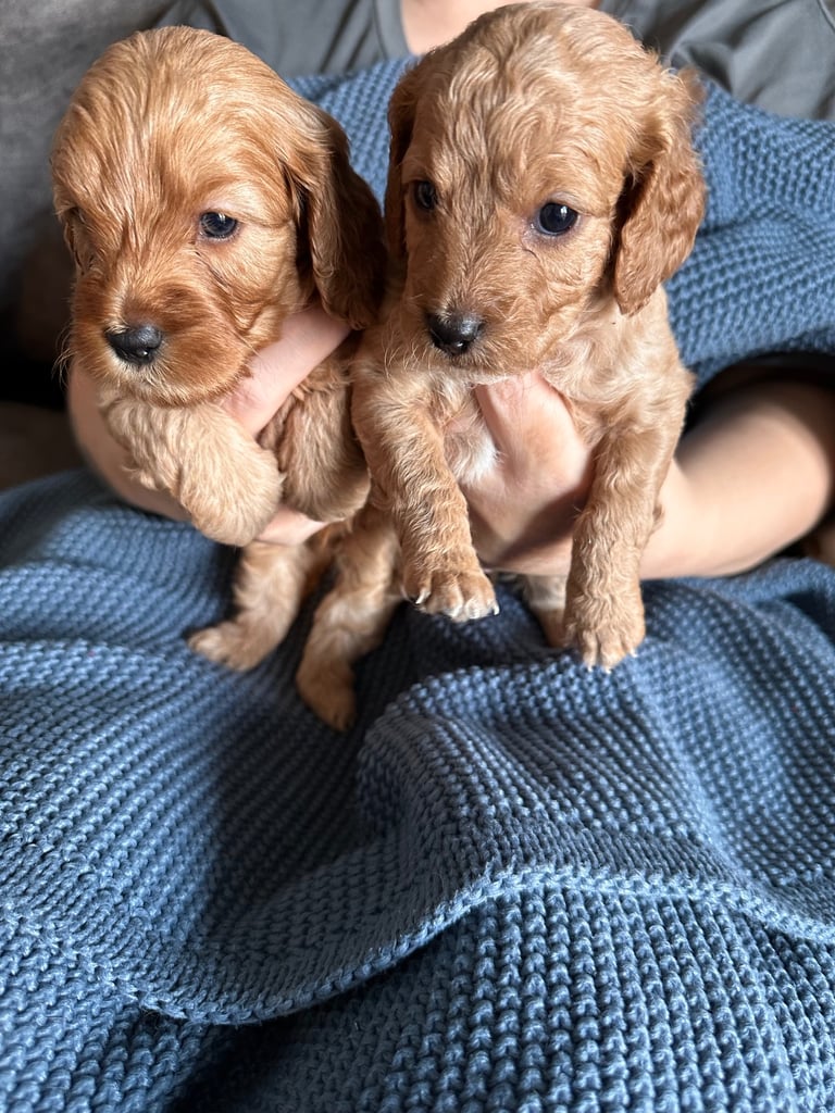 🐶 8 Gorgeous F2 Cockapoo Puppies – Ready Soon! 🏡