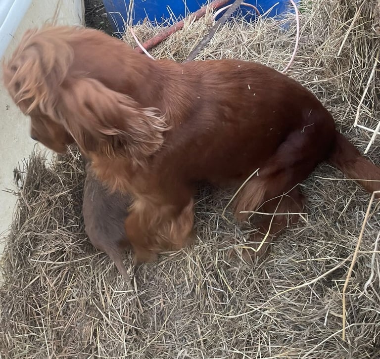 Full show type puppy 