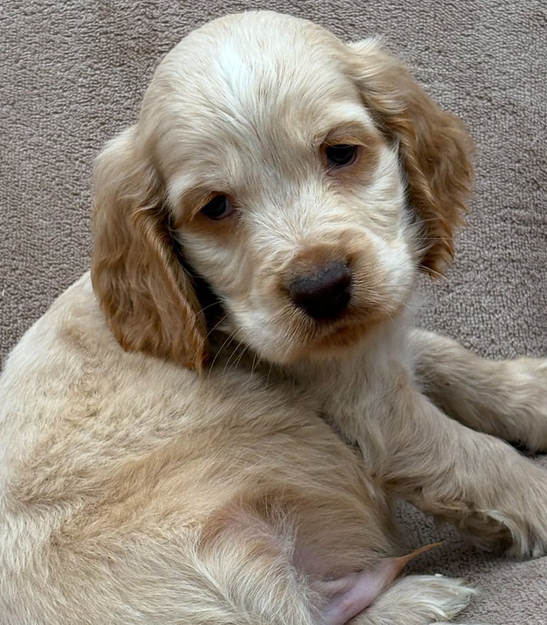 Show cocker spaniels