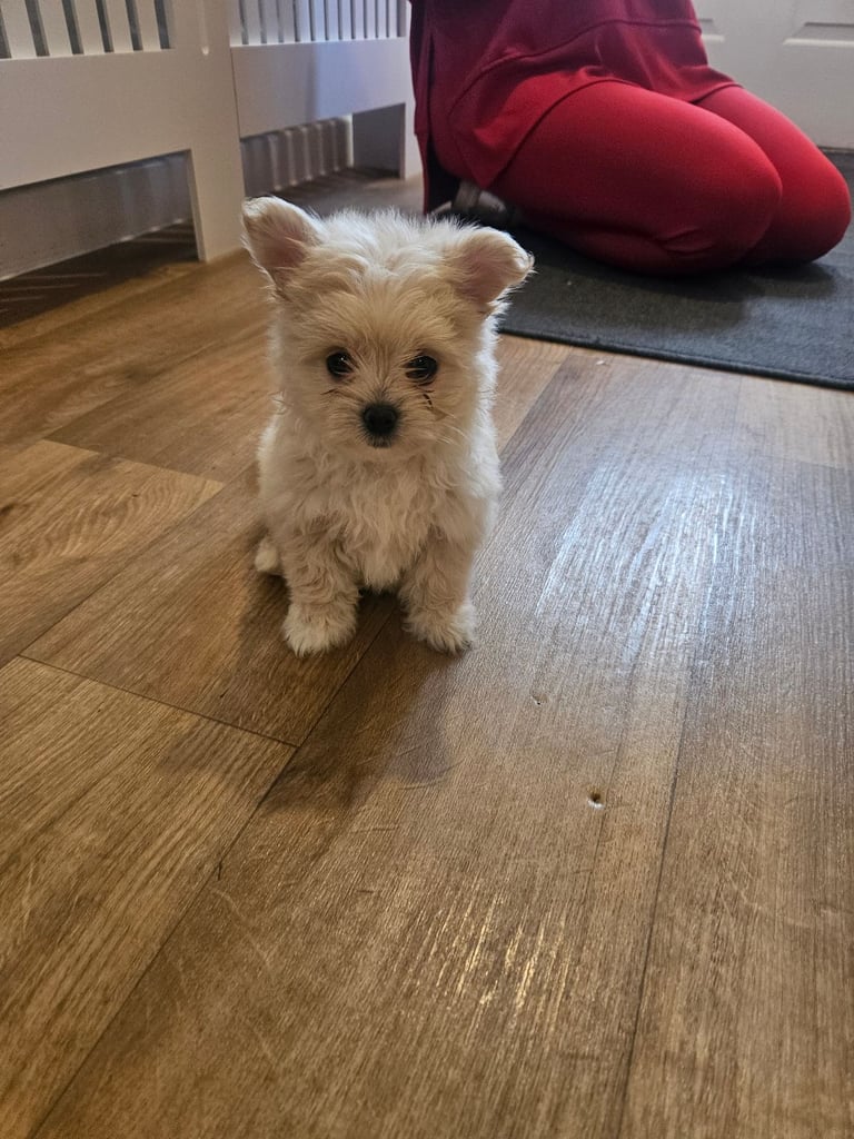 FINAL REDUCTION f1 dna tested maltipoos