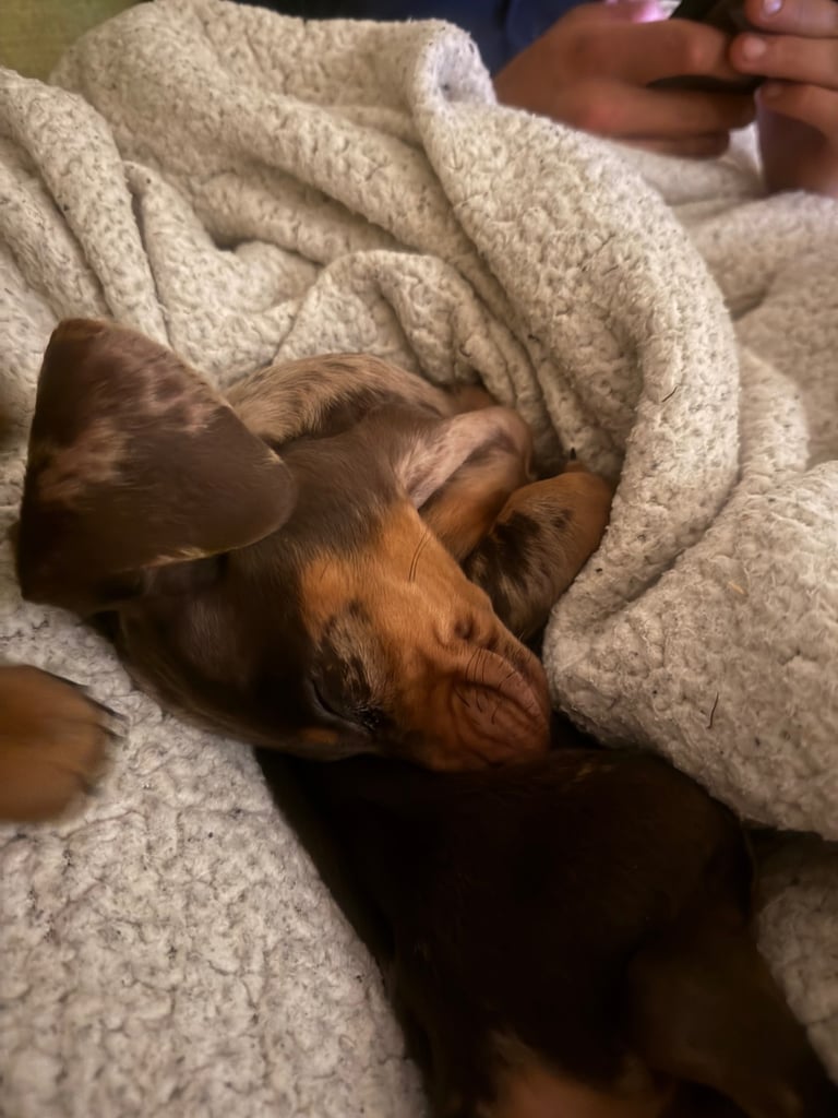 Ready to go! 1 boy left Miniature dachshunds puppies 