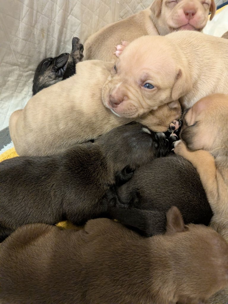 Staffy X pocket bully puppies