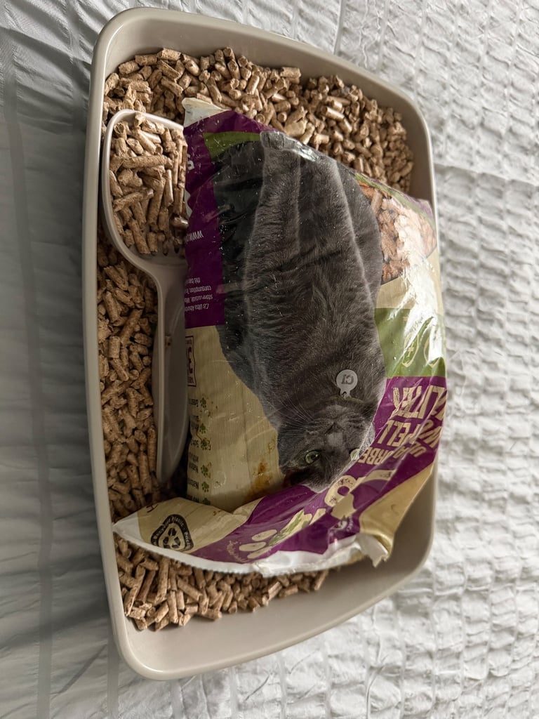 Cat litter and tray FREE