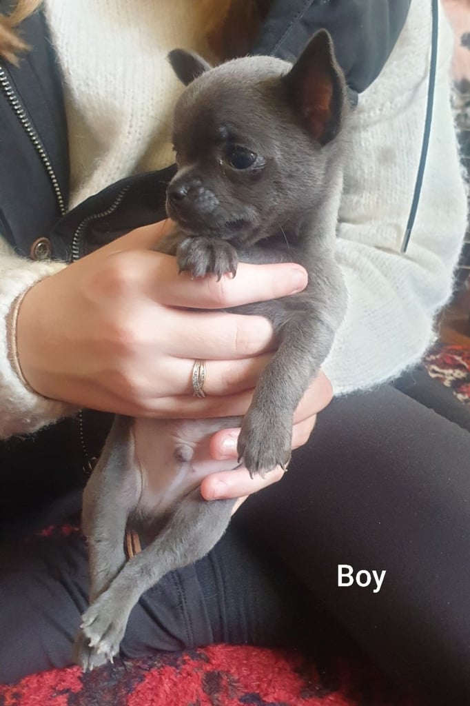 Pure Chihuahua lilac pupies