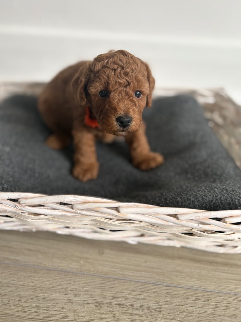 Poochons puppies 