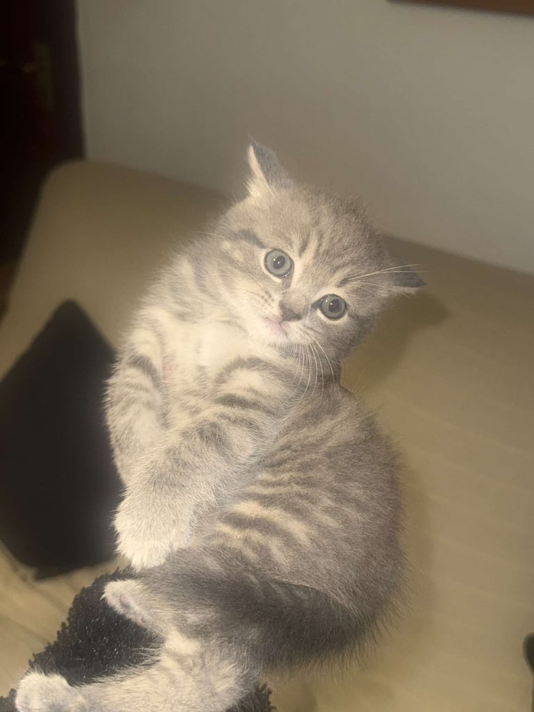 RARE COLOURPOINT BRITISH SHORT HAIR KITTENS FOR SALE