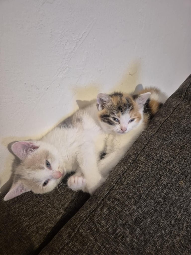 2 female kittens 