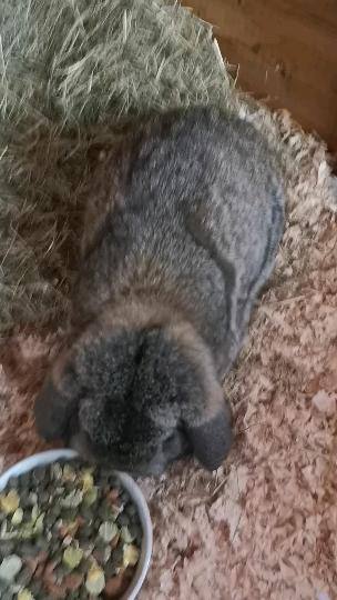 Two beautiful baby lop earred bunnies for sale 