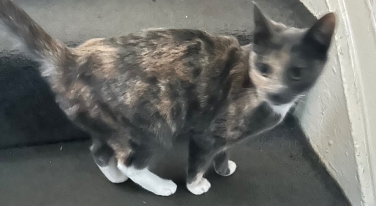 2 beautiful 5 month old kittens for sale