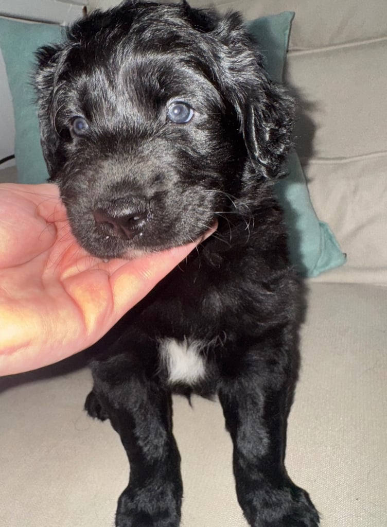 🐾 Adorable Labrador x Collie Puppy Looking for His Forever Home! 🐾