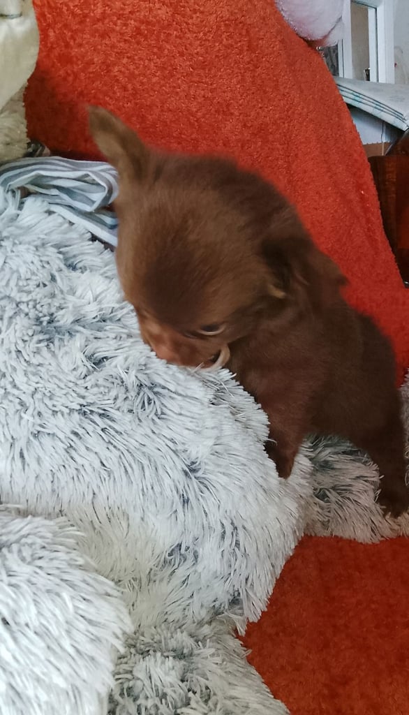 Only 2 left,,, Pure Bred long haired Chocolate Chihuahuas 