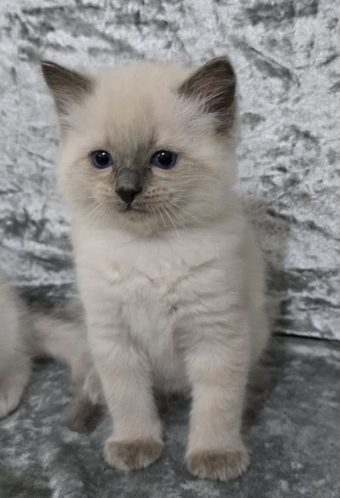 Stunning Ragdoll Male Kittens 